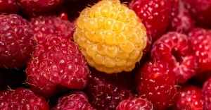 Himbeeren Makrofotografie